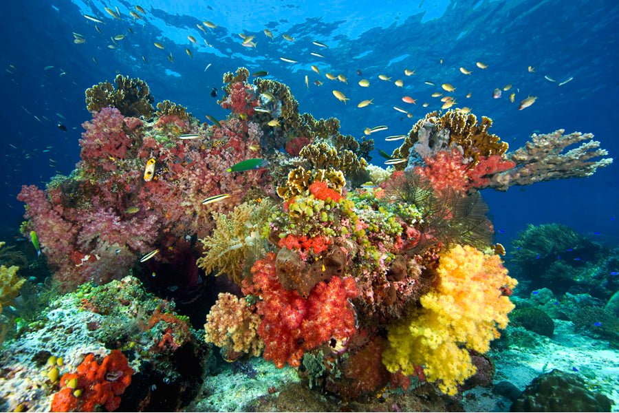 Raja Ampat 6 - Night X'mas Dive Adventure - December 20 - 26, 2026 - Infinity DiveRaja Ampat 6 - Night X'mas Dive Adventure - December 20 - 26, 2026Infinity Dive