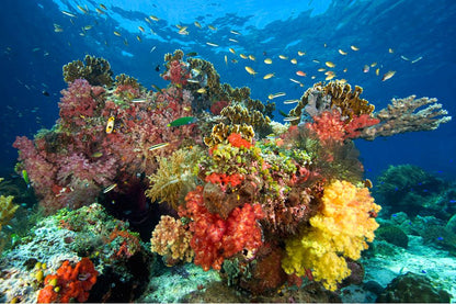 Raja Ampat 6 - Night X'mas Dive Adventure - December 20 - 26, 2026 - Infinity DiveRaja Ampat 6 - Night X'mas Dive Adventure - December 20 - 26, 2026Infinity Dive