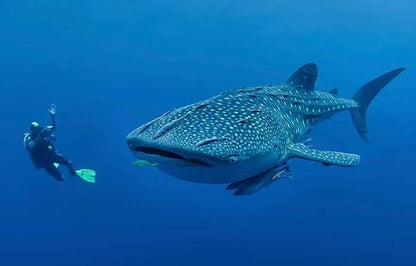 Raja Ampat 6 - Night X'mas Dive Adventure - December 20 - 26, 2026 - Infinity DiveRaja Ampat 6 - Night X'mas Dive Adventure - December 20 - 26, 2026Infinity Dive