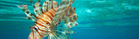 SDI Underwater Hunter / Collector Diver Course - Infinity DiveSDI Underwater Hunter / Collector Diver CourseInfinity Dive