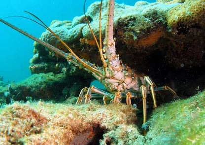 SDI Underwater Hunter / Collector Diver Course - Infinity DiveSDI Underwater Hunter / Collector Diver CourseInfinity Dive