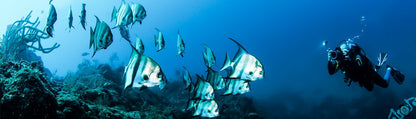 SDI Underwater Videographer Diver Course - Infinity DiveSDI Underwater Videographer Diver CourseInfinity Dive
