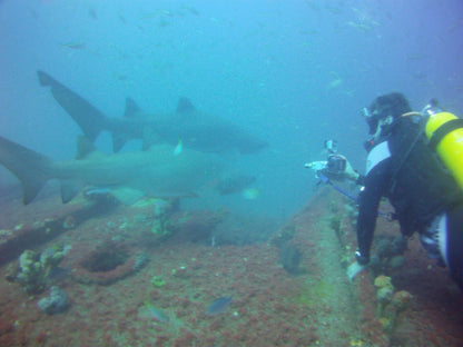 NSW Forster Boat Dive Trip - Underwater Explorers Society Usyd