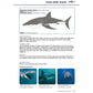 Marine Species Guide ~ 2020 Version
