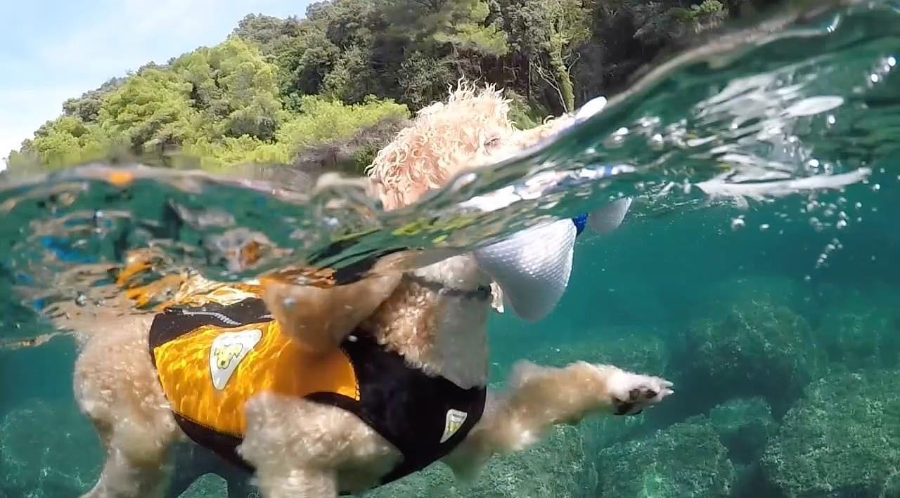 Cressi Premium Dog Life Jacket - Infinity DiveCressi Premium Dog Life JacketCressi