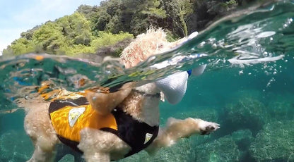 Cressi Premium Dog Life Jacket - Infinity DiveCressi Premium Dog Life JacketCressi