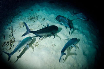 Dive Travel Deposit - Infinity DiveDive Travel DepositInfinityDive