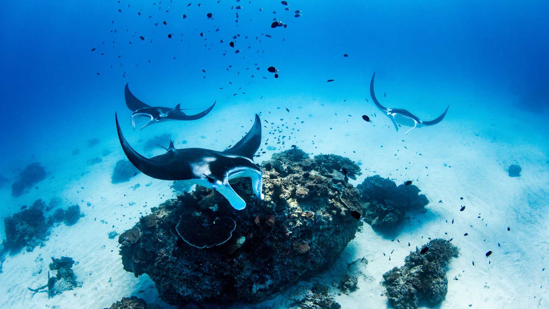 Dive Travel Deposit - Infinity DiveDive Travel DepositInfinityDive
