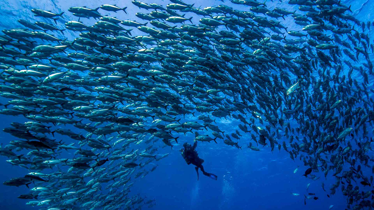 Dive Travel Deposit - Infinity DiveDive Travel DepositInfinityDive