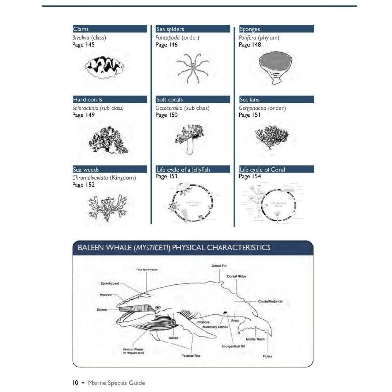 Marine Species Guide - Infinity DiveMarine Species Guideozdiver