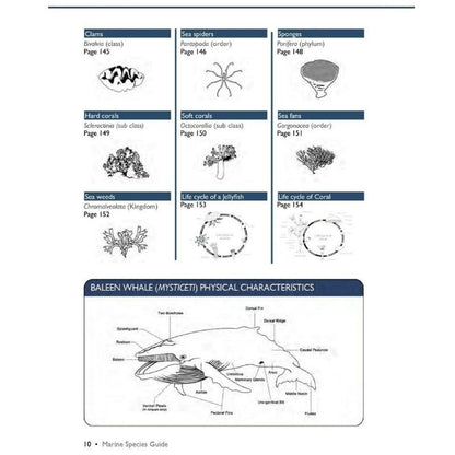 Marine Species Guide - Infinity DiveMarine Species Guideozdiver