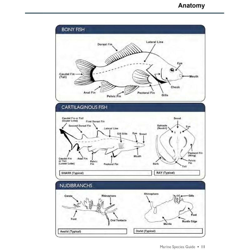 Marine Species Guide - Infinity DiveMarine Species Guideozdiver