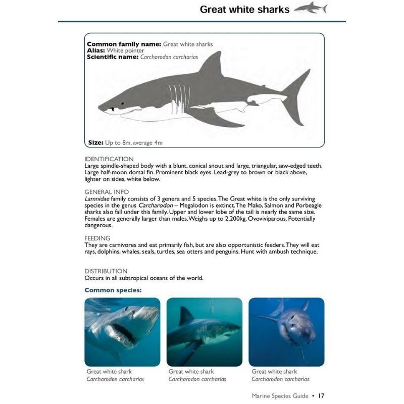 Marine Species Guide - Infinity DiveMarine Species Guideozdiver